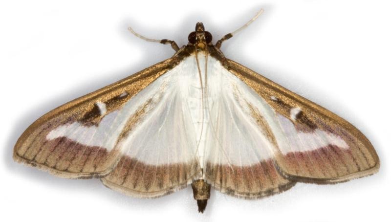 Jak odkryć tajemnice życia i zachowań ćm w ich rozmnażaniu?