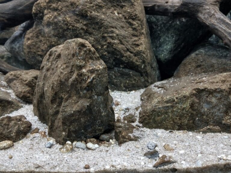 Jak pozbyć się brunatnicy w akwarium i cieszyć się nieskazitelną czystością