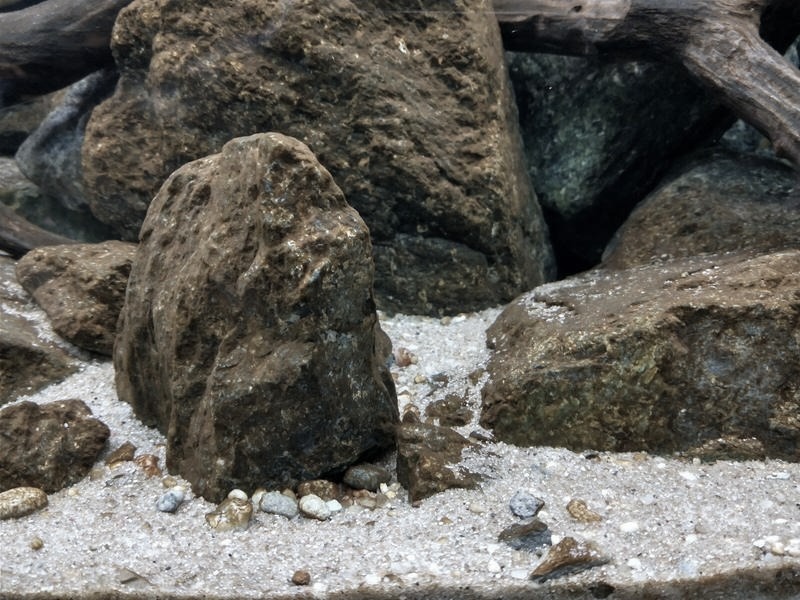 Jak pozbyć się brunatnicy w akwarium i cieszyć się nieskazitelną czystością