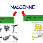 Jak rośliny nasienne odkrywają tajemnice zapłodnienia i tworzenia nasion