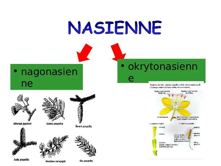 Jak rośliny nasienne odkrywają tajemnice zapłodnienia i tworzenia nasion