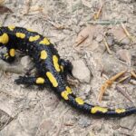 Jak salamandra zaskakuje swoją dietą – fascynujące fakty o tym, czym się żywi