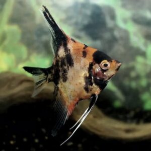 Jak skutecznie rozpoznać płeć skalara i uniknąć typowych błędów w identyfikacji ryb