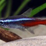 Jak zadbać o neonki? Odpowiednia temperatura w akwarium i optymalne warunki dla ryb