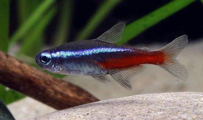 Jak zadbać o neonki? Odpowiednia temperatura w akwarium i optymalne warunki dla ryb