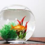 Jakie rybki wybrać do kuli bez filtra – propozycje dla początkujących akwarystów