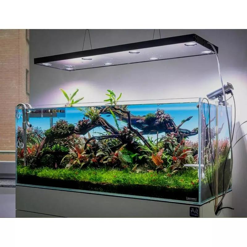 Kiedy bezpiecznie wprowadzić rybki do akwarium, aby uniknąć ich stresu?