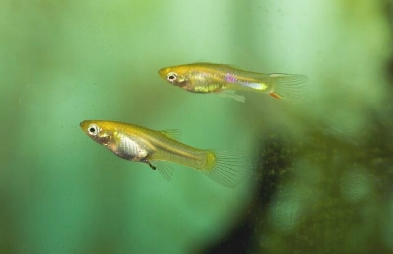 Kiedy najlepiej wpuścić narybek gupika do akwarium, aby uniknąć problemów?