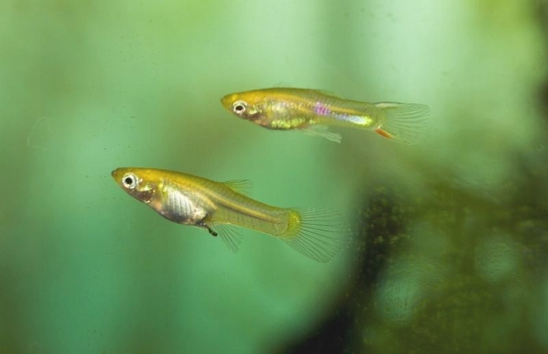 Kiedy najlepiej wpuścić narybek gupika do akwarium, aby uniknąć problemów?