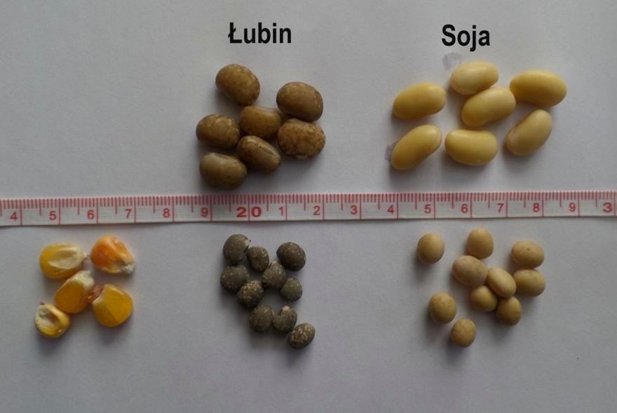 Najskuteczniejsze ziarna na ryby – odkryj wędkarski poradnik wyboru i przygotowania