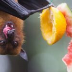 Niezwykłe diety nietoperzy w Polsce – czym naprawdę się żywią?