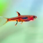 Odkryj fascynujący świat małych rybek – ich niezwykłe cechy i intensywne kolory