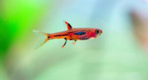 Odkryj fascynujący świat małych rybek – ich niezwykłe cechy i intensywne kolory