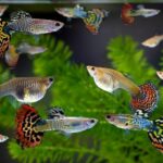 Odkryj niezwykły świat ryb akwariowych: Jak wyglądają te fascynujące stworzenia?
