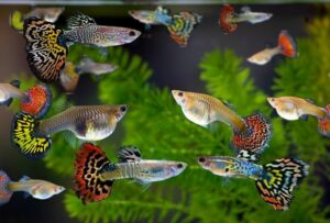 Odkryj niezwykły świat ryb akwariowych: Jak wyglądają te fascynujące stworzenia?