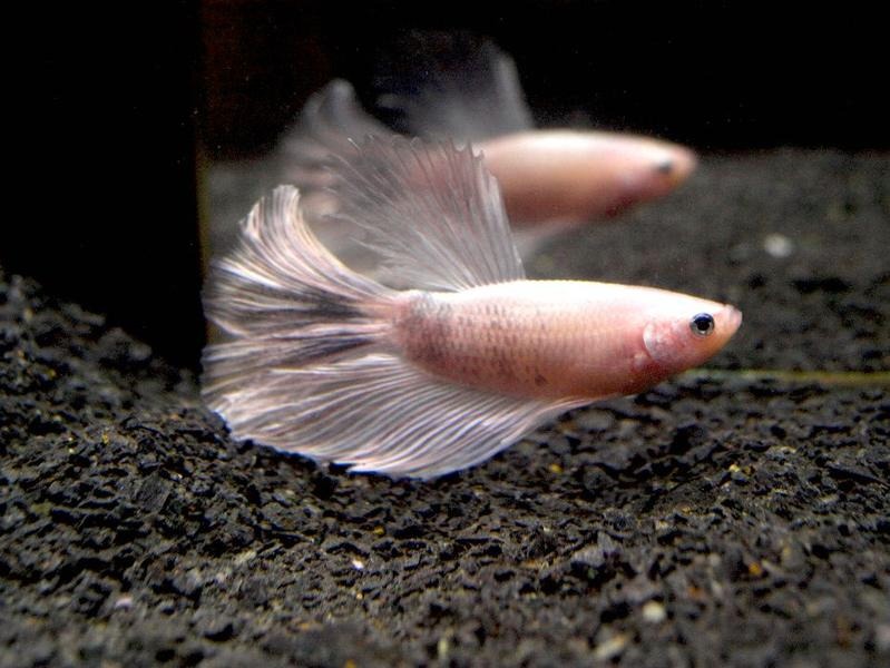 Odkryj tajniki: jak się rozmnażają bojowniki – kluczowe warunki i proces tarła