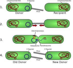 Odkryj zaskakujące sposoby, w jakie rozmnażają się bakterie