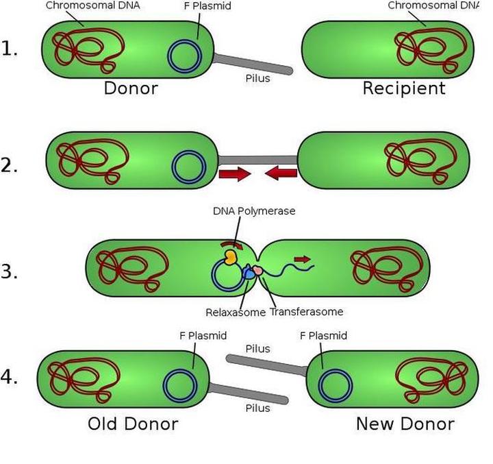 Odkryj zaskakujące sposoby, w jakie rozmnażają się bakterie