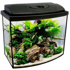 Optymalne zasady doboru ryb: ile rybek w akwarium 60l, aby uniknąć błędów?