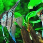 Skalary w Twoim akwarium: jak uniknąć najczęstszych błędów hodowlanych