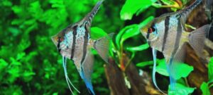 Skalary w Twoim akwarium: jak uniknąć najczęstszych błędów hodowlanych