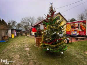 Zaskakujące fakty o rozmnażaniu kangurów – jak to naprawdę wygląda?