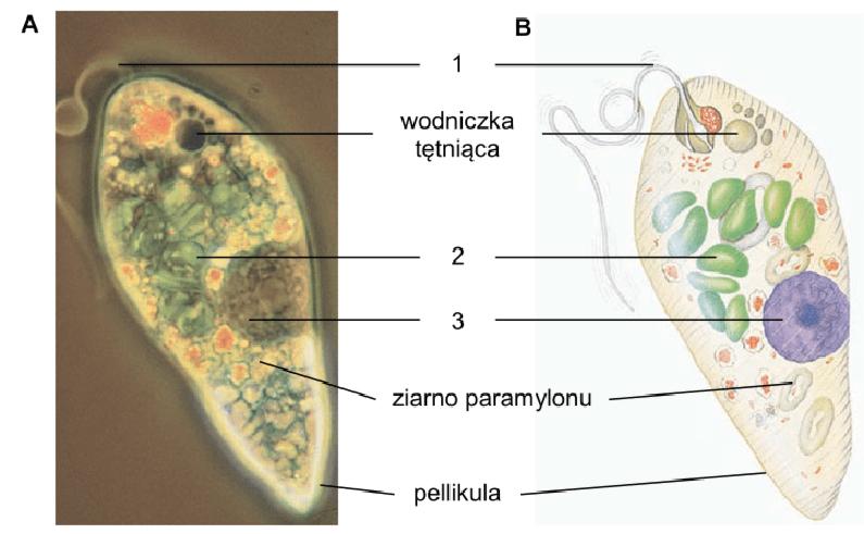 Biologiczne zróżnicowanie protistów