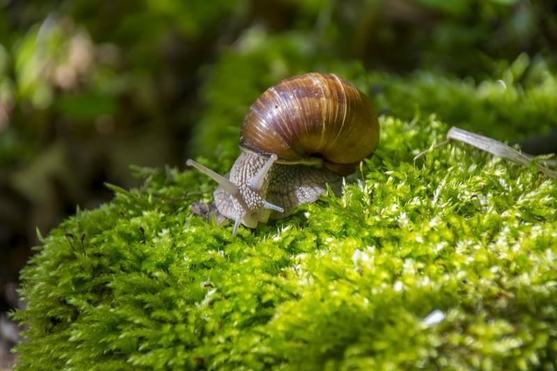 Inkubacja i rozwój ślimaków