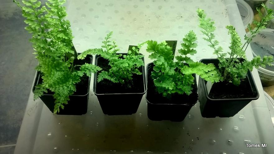 Metody pielęgnacji paproci