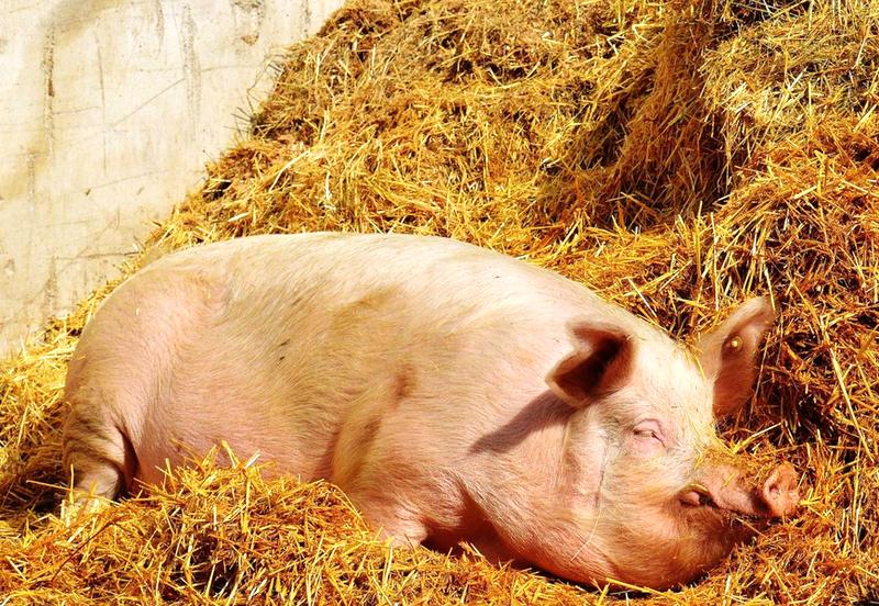 Naturalne źródła pokarmu