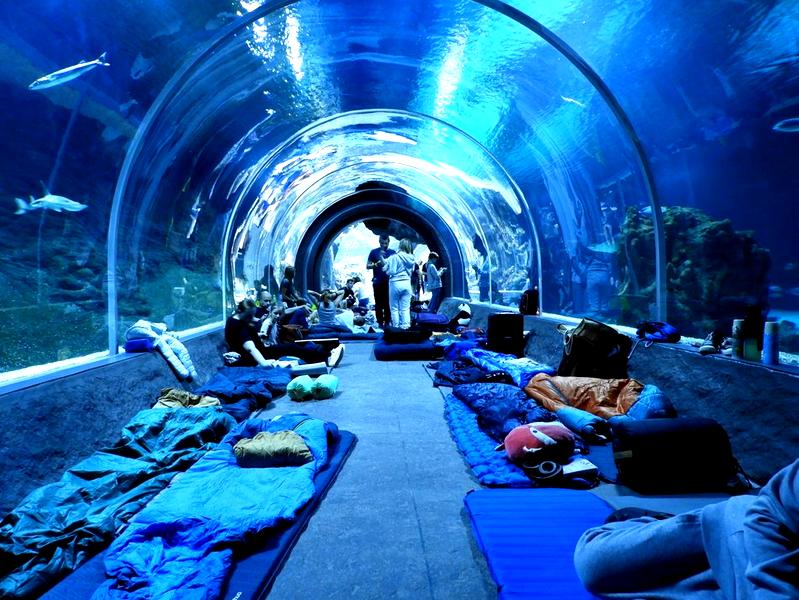 Nocne zwiedzanie w oceanarium