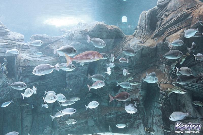 Oceanarium Kreta