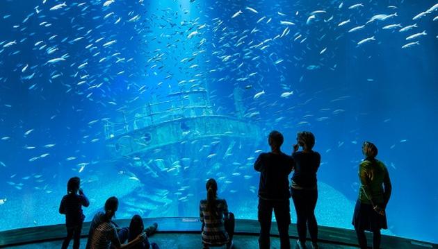 Ozeaneum w Stralsundzie