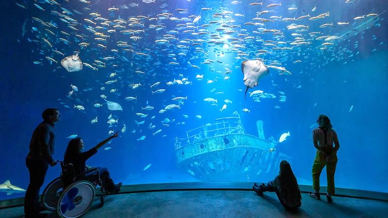 Podwodny świat Ozeaneum