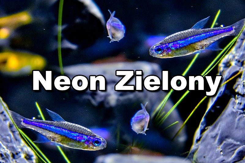 Warunki życia neonków
