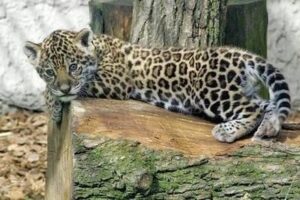 Czym naprawdę żywi się jaguar? Zaskakujące fakty o jego diecie i polowaniach