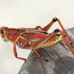 Czym zaskakuje dieta koników polnych? Odkryj ich fascynujące upodobania żywieniowe!