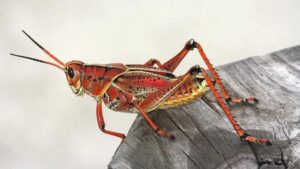 Czym zaskakuje dieta koników polnych? Odkryj ich fascynujące upodobania żywieniowe!