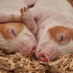Czym żywią się świnie? Odkryj sekrety ich diety w naturze i hodowli