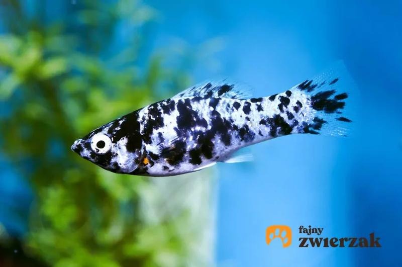 Ile rybki jest w ciąży? Bezpieczne gatunki i te, których lepiej unikać