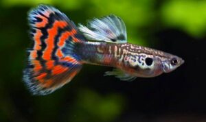Ile soli dodać do akwarium z gupikami? Praktyczne wskazówki dla zdrowia ryb