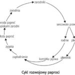 Jak skutecznie rozmnażać paprocie: Poznaj cykl życia i sprawdź proste metody domowe