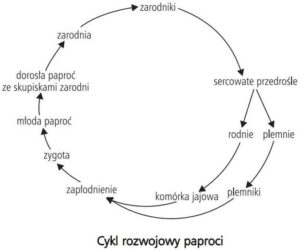 Jak skutecznie rozmnażać paprocie: Poznaj cykl życia i sprawdź proste metody domowe