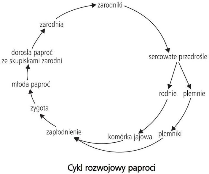 Jak skutecznie rozmnażać paprocie: Poznaj cykl życia i sprawdź proste metody domowe