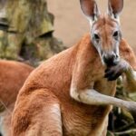 Kangury i ich dieta: Czym się żywi te niezwykłe zwierzęta? Odkryj sekrety ich preferencji żywieniowych!