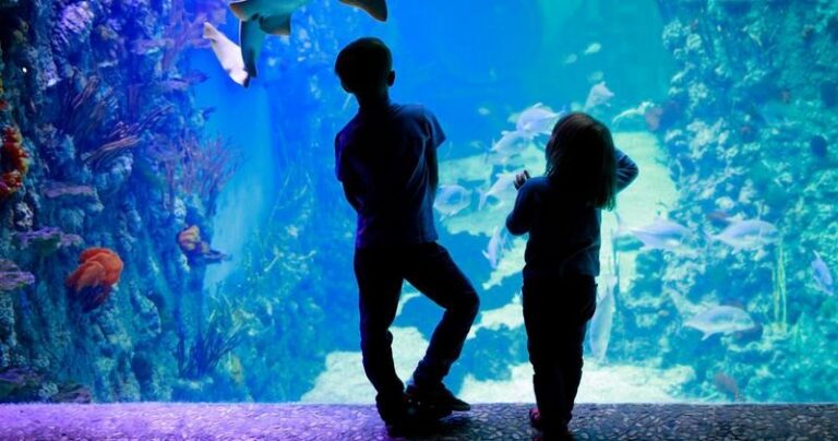 Odkryj fascynujące życie morskie w oceanarium Sopot – niecodzienne atrakcje turystyczne dla całej rodziny