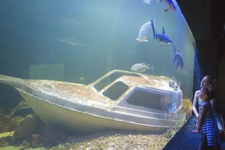 Odkryj fascynujący świat Oceanarium Zagnańsk – atrakcje i godziny otwarcia, które musisz poznać!