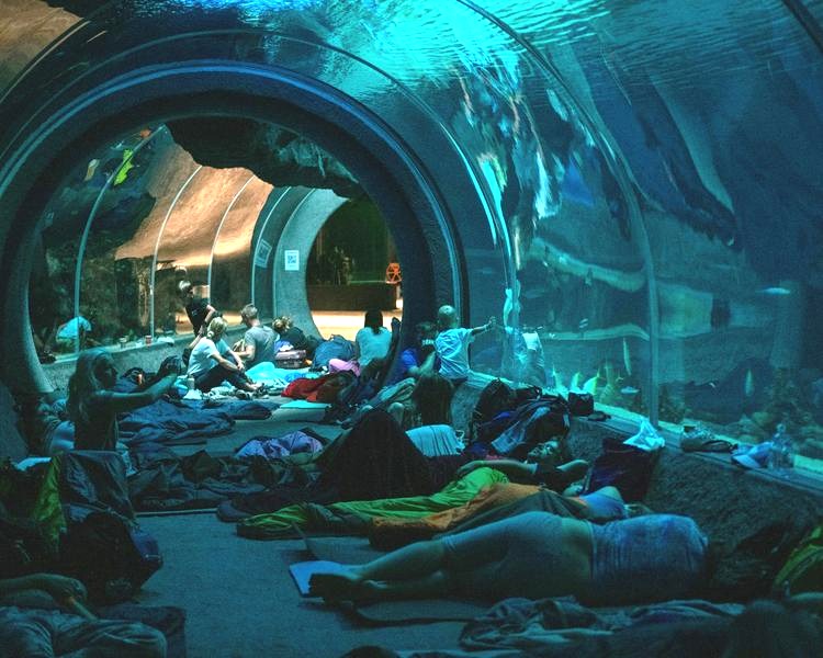 Odkryj fascynujący świat podwodnych stworzeń w oceanarium w Łodzi