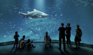 Odkryj magię Ozeaneum w Stralsundzie: Niezapomniane atrakcje na Rugii
