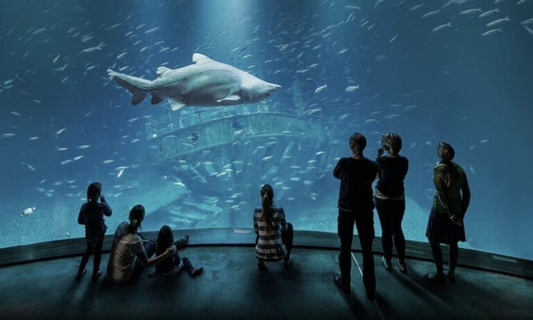 Odkryj magię Ozeaneum w Stralsundzie: Niezapomniane atrakcje na Rugii